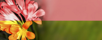 美丽的花非洲高粱莉莉君子兰miniata一半健美的全景图像