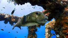 河豚鱼人工珊瑚礁