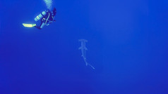水下照片圆齿状的锤头鲨鱼和潜水潜水员