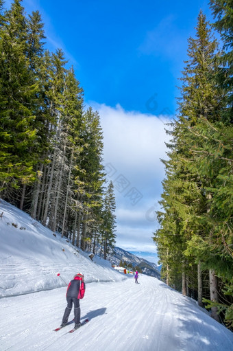 滑雪度假胜地阳光明媚的天气高云杉森林滑雪狭窄的和温柔的滑雪跟踪滑雪狭窄的滑雪坡在高云杉树