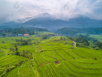 印尼梯田多层次的大米字段手掌和小屋山和丛林的云和雾的背景空中视图梯田大米字段和山的云空中视图