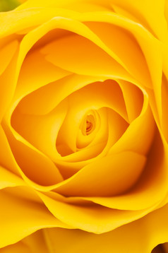 黄色的玫瑰背景黄色的玫瑰特写镜头拍摄摘要花背景