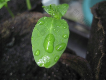 新绿色植物增长泥炭玻璃而且露水在