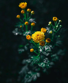 黄色的玉米金盏花知道卡普鲁花在本地斯里兰卡斯里兰卡美丽的花分支特写镜头照片是采取的早....阳光照射的条件