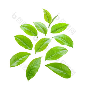 绿色茶叶子孤立的白色背景