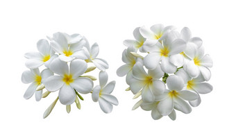 热带花鸡蛋花plumeria孤立的白色背景