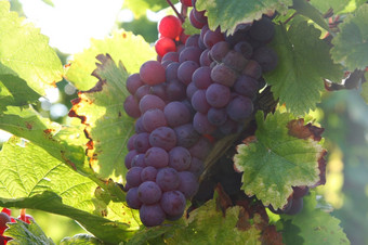 成熟的葡萄葡萄园秋天