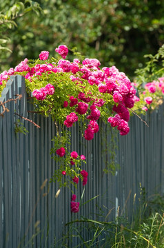 粉红色的玫瑰攀爬的木栅栏