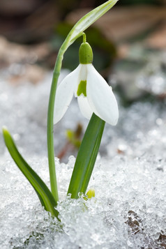 春天雪花莲花的雪