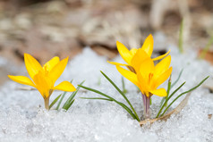 开花黄色的番红花的雪