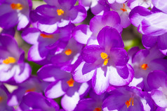 紫罗兰色的番红花花紫罗兰色的番红花花盛开的的旋转时间