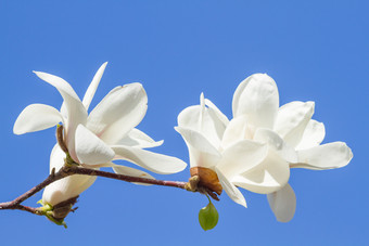 白色木兰花白色木兰花对的天空蓝色的