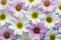 平躺色彩斑斓的春天雏菊决议和高质量美丽的照片平躺色彩斑斓的春天雏菊高质量美丽的照片概念