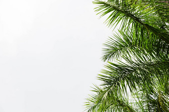棕榈树叶子对白色背景高决议照片棕榈树叶子对白色背景高质量照片