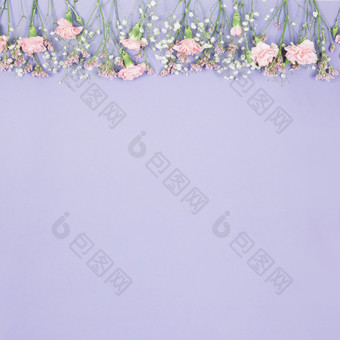 前边境装饰limonium满天星康乃馨花紫色的背景高决议照片前边境装饰limonium满天星康乃馨花紫色的背景高质量照片