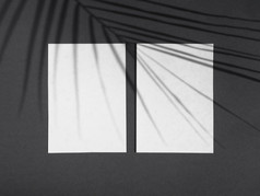 奥林匹斯山数字相机高决议照片光黑色的背景与白色空白纸热带榕属植物叶影子高质量照片