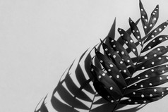 奥林匹斯山数字相机黑色的白色蕨类植物叶子与影子
