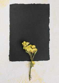 黄色的花分支与黑色的纸表格