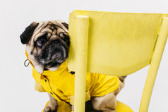 小狗黄色的西装坐着椅子