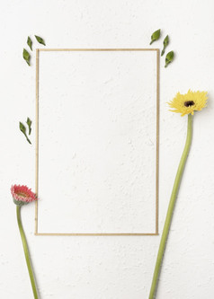 蒲公英花与简单的框架白色背景