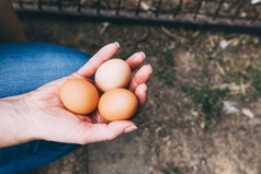 农场概念与手持有鸡蛋