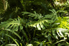 热带绿色植物植物