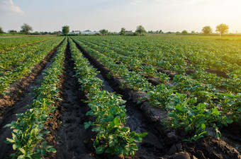 美丽的视图土豆字段农村景观agroindustry和农业综合企业收获第一个土豆种植农业和农业行业日益增长的有机蔬菜开放地面