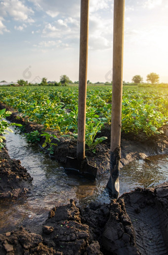 土豆种植园<strong>浇水</strong>管理的铲子卡住了成的流均匀分发的水流通过不同的渠道<strong>浇水</strong>农业作物农业和农业