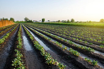 新鲜浇水土豆种植园的早期早....蔬菜农业表面灌溉作物欧洲农业农业和农业综合企业新鲜的绿色<strong>树叶植物</strong>的场