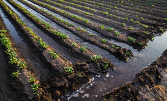 丰富的浇水的土豆种植园通过灌溉运河表面灌溉作物欧洲农业农业和农业综合企业农学水流控制湿润