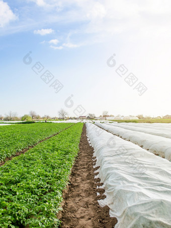 行土豆灌木种植园下agrofibre和开放空气硬化植物晚些时候春天温室效果为保护agroindustry农业日益增长的作物冷早期季节