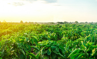 农场场种植与胡椒作物日益增长的辣椒辣椒食物生产agroindustry农业综合企业农业农田日益增长的有机蔬菜开放<strong>地面</strong>农场场种植与胡椒作物日益增长的辣椒辣椒韭菜和茄子食物生产agroindustry农业