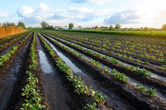 新鲜浇水<strong>土豆</strong>植物表面灌溉作物<strong>种植</strong>园农业和农业综合企业日益增长的蔬菜在户外开放地面场农学湿润欧洲农业
