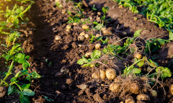 新鲜的土豆地面新鲜挖有机土豆蔬菜谎言潮湿的宽松的地面与上衣<strong>农业生产</strong>丰富的收获日益增长的食物的农场场园艺和<strong>农业</strong>