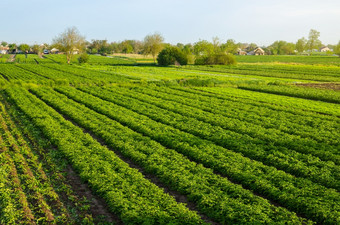 土豆种植园农场字段agroindustry和<strong>农业</strong>综合企业美丽的欧洲农村景观有机<strong>农业</strong>收获的第一个土豆种植<strong>农业</strong>和<strong>农业</strong>行业