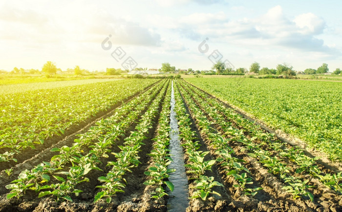 种植园年轻的茄子幼苗浇水通过灌溉运河欧洲农场农业有爱心的为植物日益增长的食物农学农业和农业综合企业农村农村