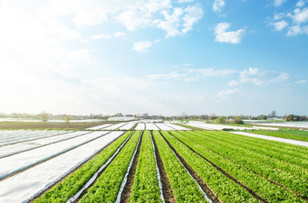 农场土豆种植园字段阳光明媚的一天农业农业综合企业日益增长的蔬菜食物农业部门的经济使用纺粘agrofibre技术保护作物从冷天气