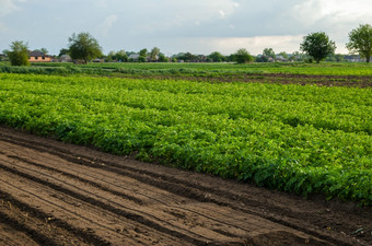 <strong>土豆种植</strong>园和场与放松土壤宽松的压碎潮湿的土壤后培养放松表面土地培养农业综合企业农业美丽的农村农田