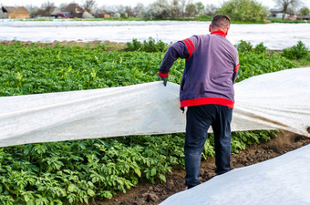 农民删除保护农业封面从土豆种植园温室效果为保护agroindustry农业日益增长的作物冷早期作物保护从低温度