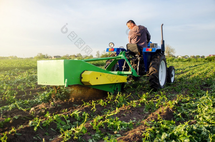 农民挖掘出作物土豆与挖掘机收获第一个土豆早期春天农业和农田收获机械化发展中国家农业行业和农业综合企业