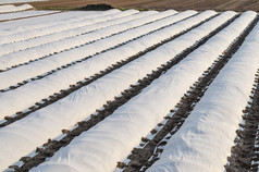 农场字段覆盖行membrane-covered纺粘与土豆种植早期春天增加植物生存作物保护作物从突然温度变化天气影响