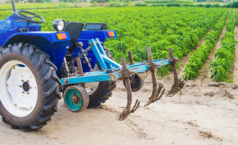 蓝色的拖拉机与cultivator犁红辣椒胡椒种植园农业农业培养农业场耕作土地农业设备和技术运输