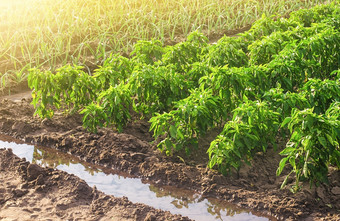 种植园贝尔胡椒和似乎洋葱日益增长的有机食物蔬菜农场场农业综合企业和农业培养和哪为种植园改善效率农村