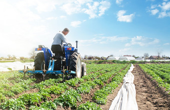 农民驱动器拖拉机在的土豆种植园场改善质量地面允许水和氮空气通过通过根作物哪农业农业行业