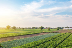 美妙的欧洲夏天农村景观农场字段agroindustry和农业综合企业空中视图美丽的农村农田人为造成的培养环境有机农业