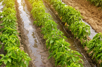 传统的浇水胡椒种植园农业和农业浇水和有爱心的为植物肥料培养储蓄灌溉水干旱地区美丽的农场场