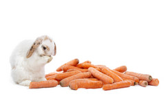 兔子吃从桩胡萝卜前面白色背景