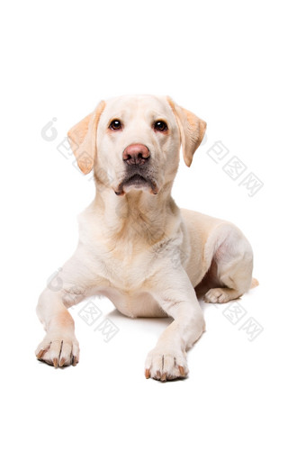 年轻的拉布拉多<strong>狗年</strong>轻的拉布拉多狗前面白色背景