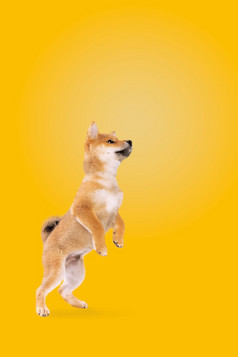 跳芝犬儒小狗狗前面黄色的背景跳芝犬儒小狗狗
