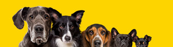 五个不同的大小狗孤立的黄色的背景五个不同的大小狗